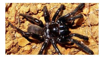 Murió la araña más vieja del mundo: tenía 43 años