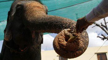 ¿¡Dónde está mi elefante!? Aquí está...