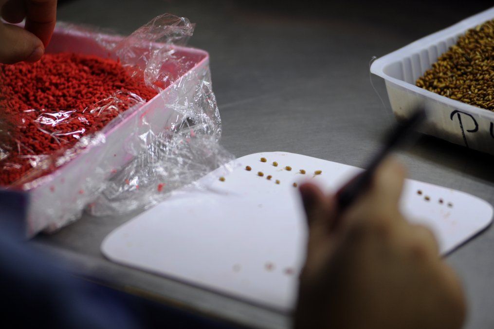Mendoza exporta pupas esterilizadas de moscas del Mediterráneo a Chile