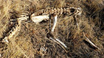 De locos: venden huesos de leones africanos