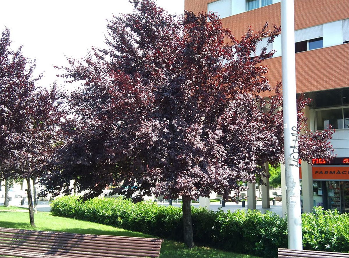 El ciruelo es un árbol de porte mediano, que es ideal para tenerlo embelleciendo el jardín de la casa. El ciruelo es un árbol de porte mediano, que es ideal para tenerlo embelleciendo el jardín de la casa.