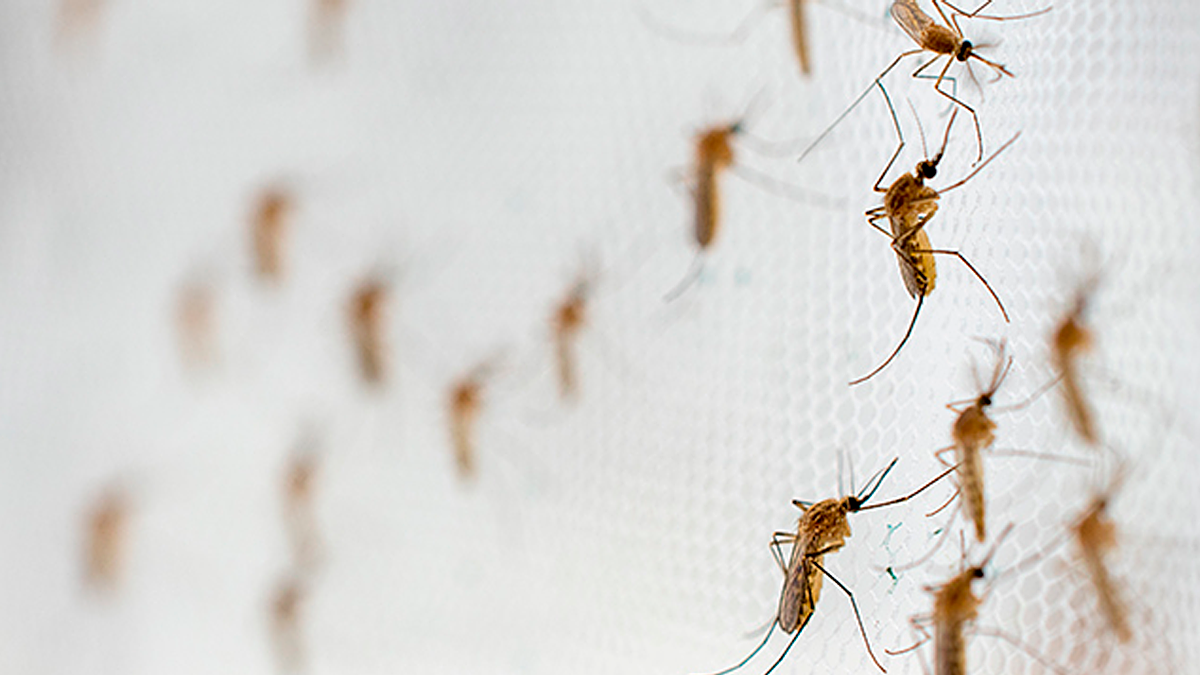 Una reuni&oacute;n grande de mosquitos es un caldo de cultivo de enfermedades peligrosas.