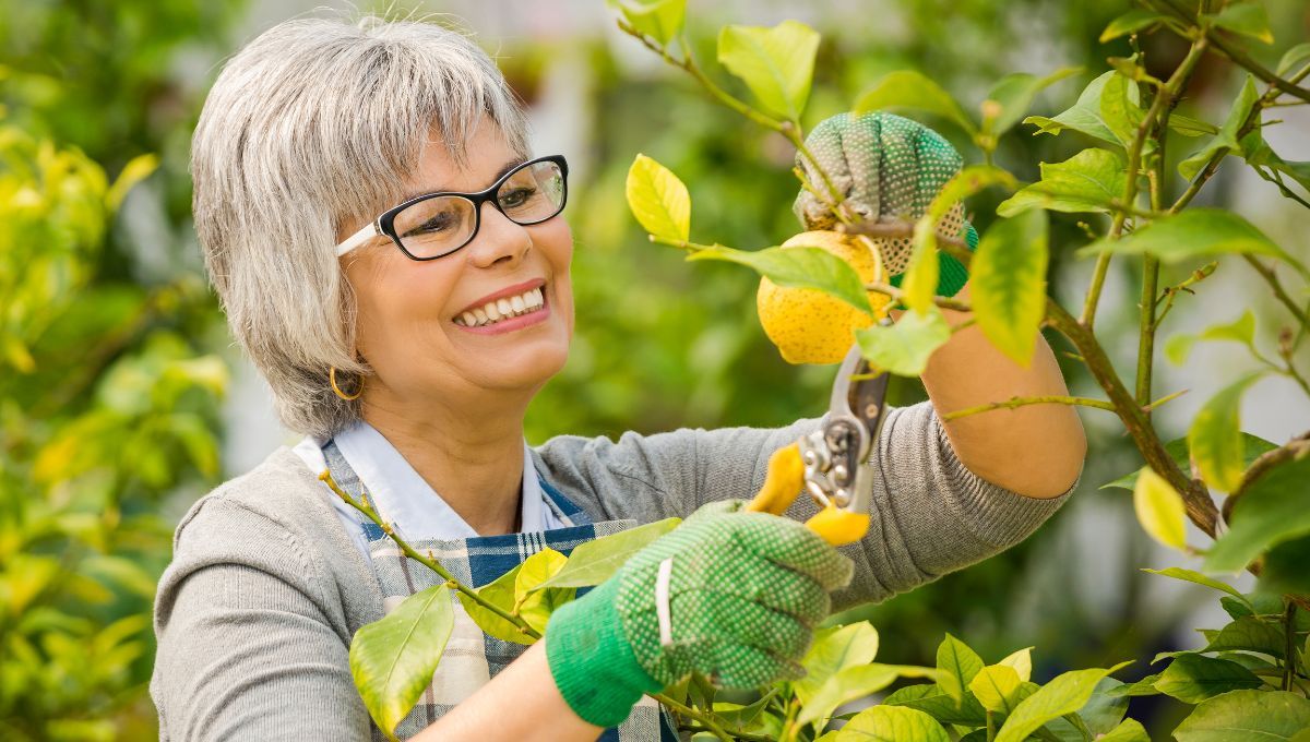 Insecticida casero para limoneros 