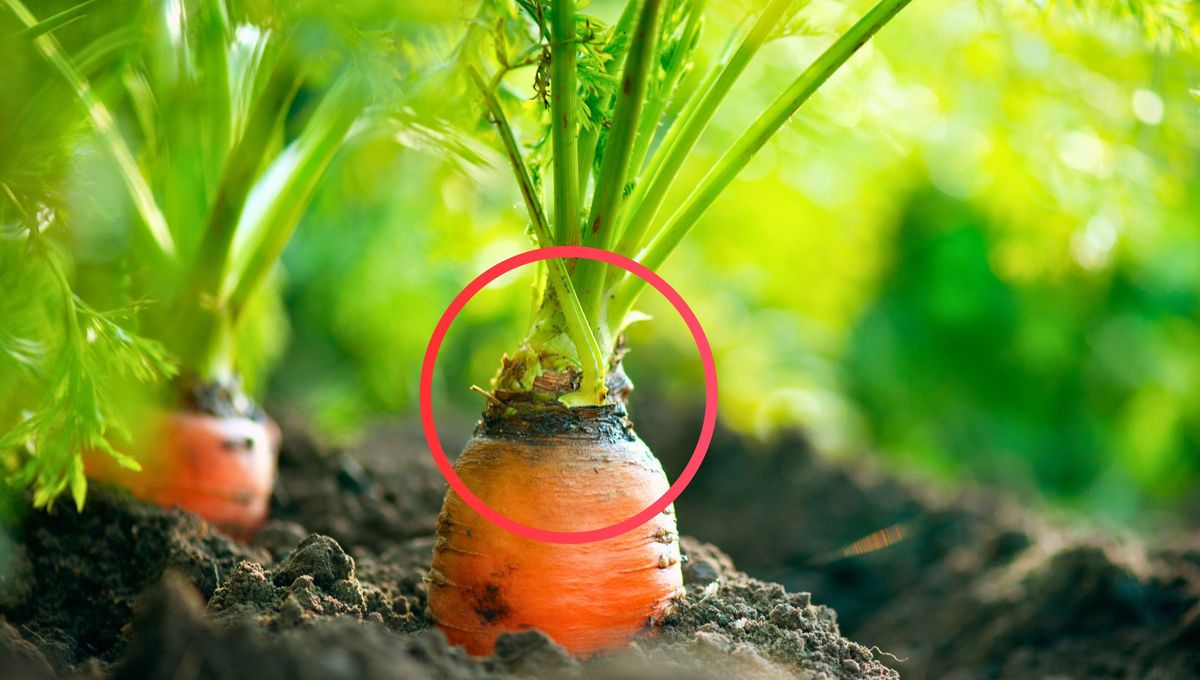 El tallo de la zanahoria tiene otros usos más que terminar en la basura. El tallo de la zanahoria tiene otros usos más que terminar en la basura.