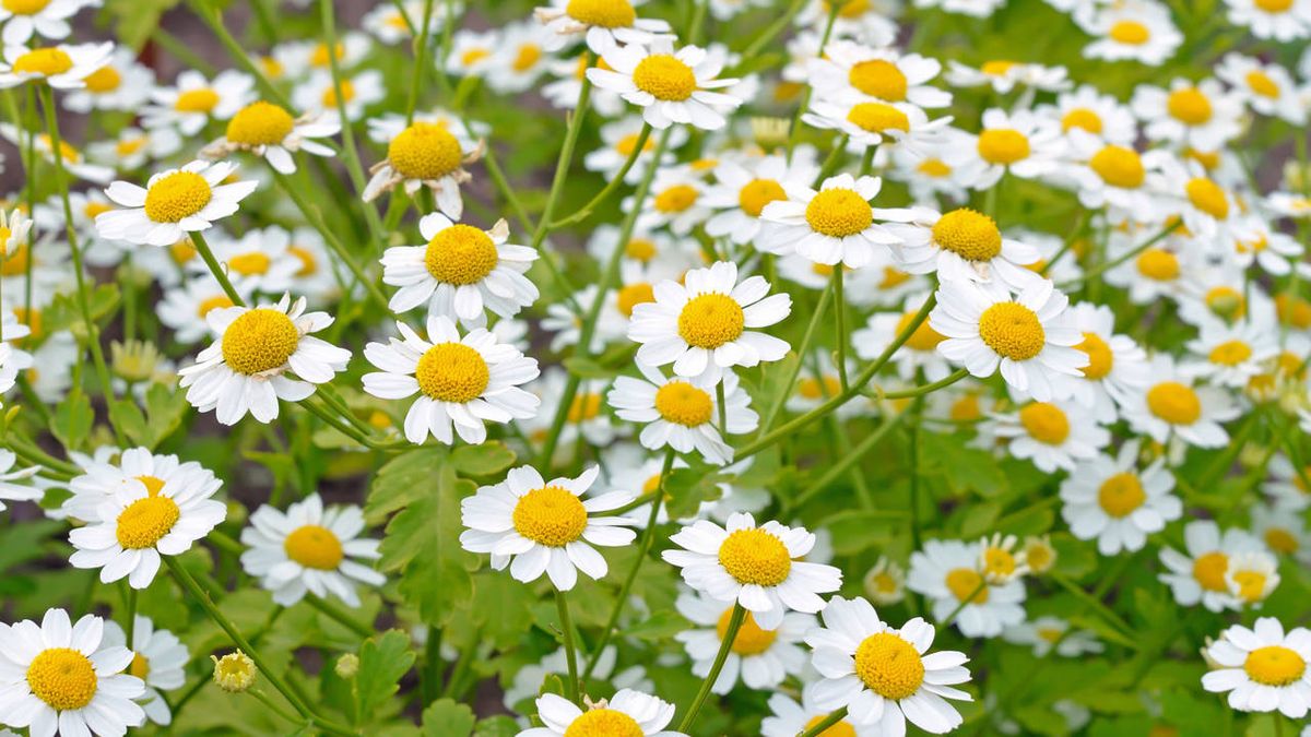 Este truco casero tiene como base una planta milagrosa. Este truco casero tiene como base una planta milagrosa.