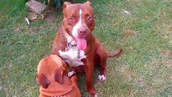 Entró a robar a una casa y dos perros le comieron la pierna