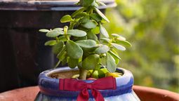 Si te regalaron una suculenta o árbol de jade, te contamos qué significa y qué beneficios te desean