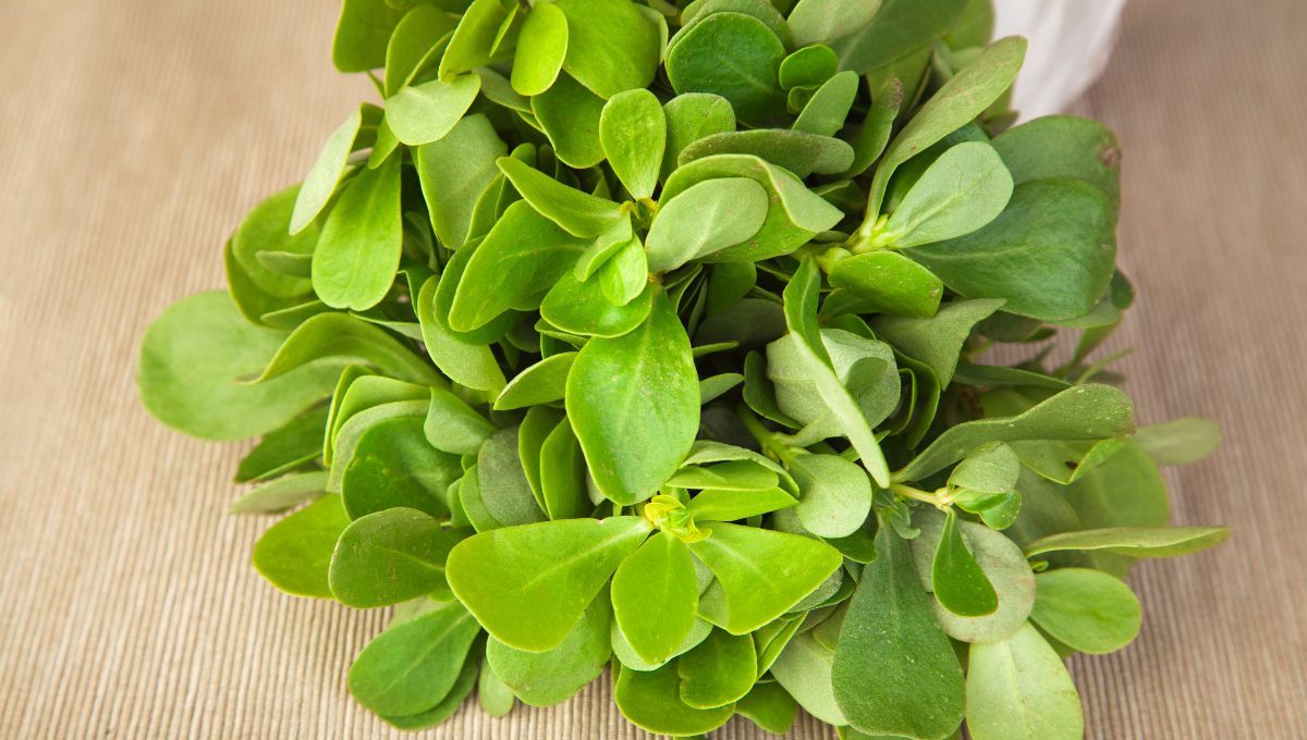 La verdolaga es considerada un superalimento. La verdolaga es considerada un superalimento. 