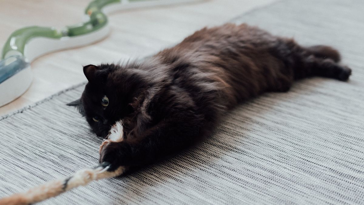 Los gatos necesitan tiempo, atención, jugar y salir a pasear.