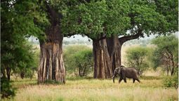 el bosque en medio del desierto que se regenera sin plantar un arbol y le gana a la desertificacion