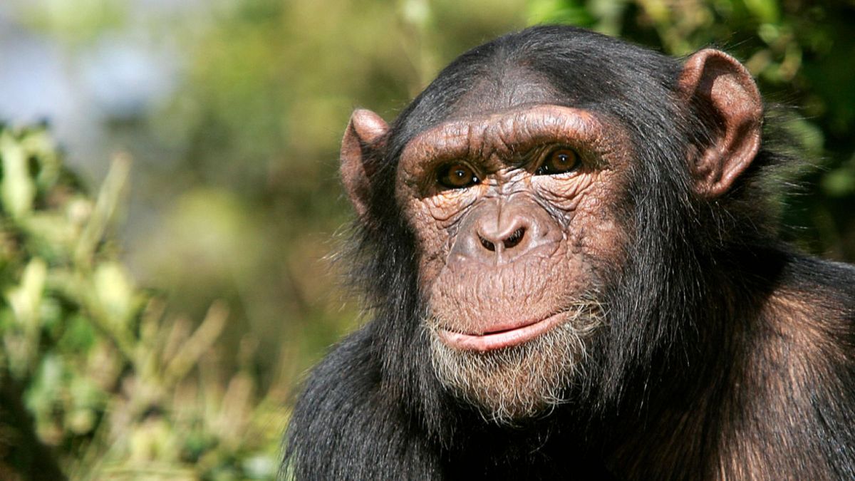 Un nuevo estudio demuestra la inteligencia de los chimpancé. Un nuevo estudio demuestra la inteligencia de los chimpancé.