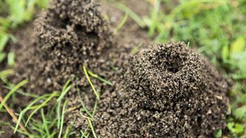 Cómo eliminar los hormigueros del jardín en menos de un minuto: truco casero efectivo Cómo eliminar los hormigueros del jardín en menos de un minuto: truco casero efectivo