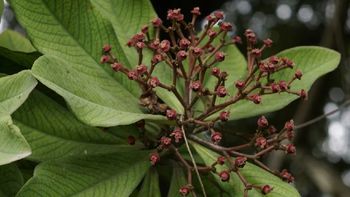 Lechero africano, la planta que se volvió popular en Argentina: qué precauciones hay que tener