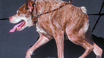Quasimodo, el perro más feo del mundo
