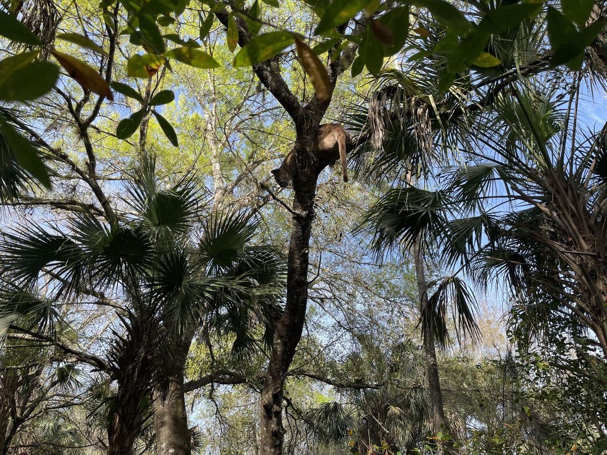 Este descubrimiento sorprendió a los amantes de la naturaleza. Este descubrimiento sorprendió a los amantes de la naturaleza.