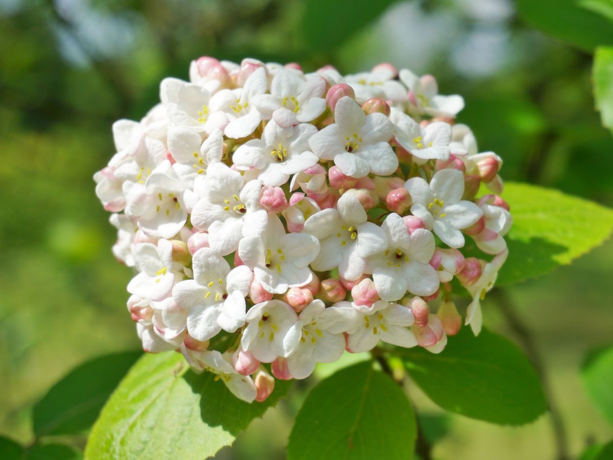 Ni petunias ni margaritas: la planta de flores delicadas que crece como arbusto. Imagen de Freepik.