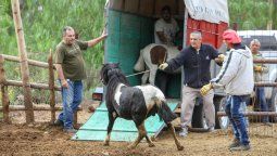 La Corte avaló la adopción de animales del ex Zoo local