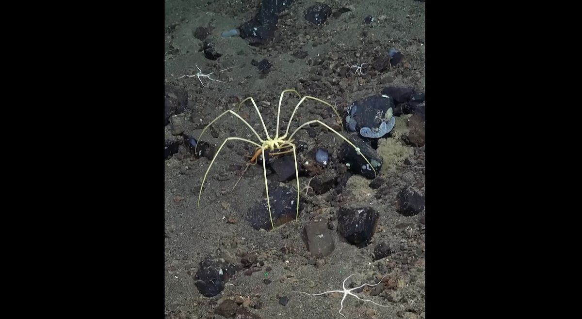 Esta enorme araña vive en algunos puntos más remotos del planeta.