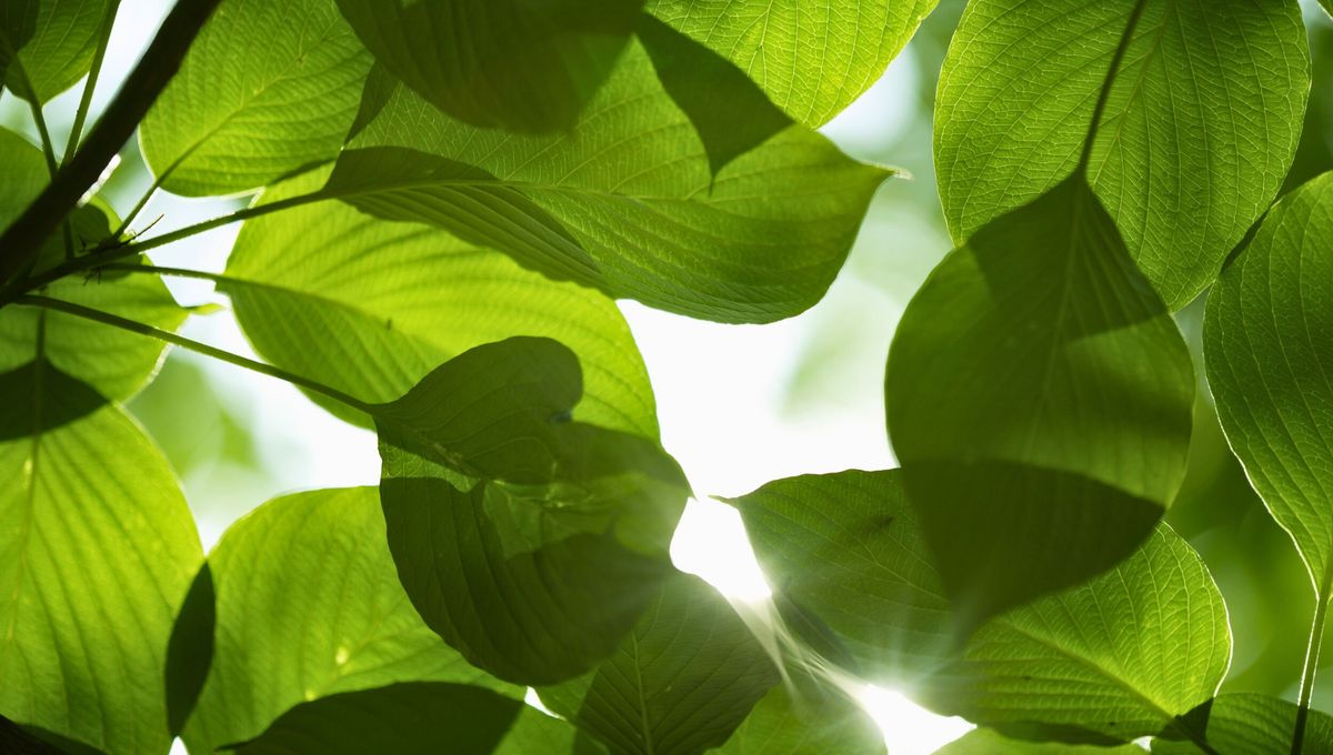 Esta palabra es única del japonés, pero describe un fenómeno frecuente y cotidiano. Esta palabra es única del japonés, pero describe un fenómeno frecuente y cotidiano. 