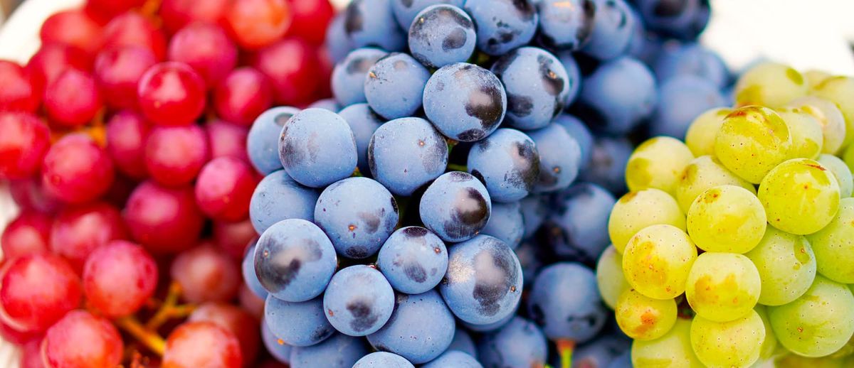 Las uvas tienen muchísimos beneficios para la salud