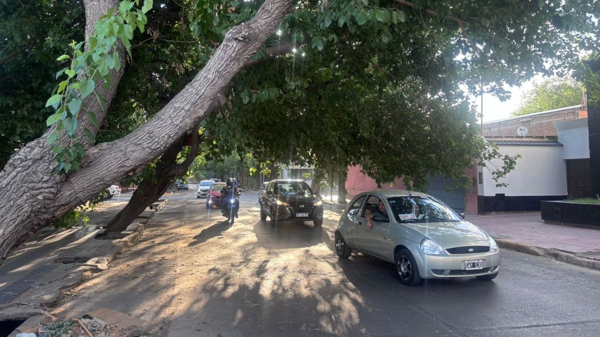 Peligro. En calle O'Brien había ramas a punto de caer en la mañana de este miércoles. Peligro. En calle O'Brien había ramas a punto de caer en la mañana de este miércoles.