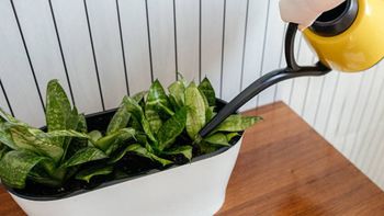 No es con agua del surtidor: con qué debo regar una lengua de suegra para estimular su crecimiento No es con agua del surtidor: con qué debo regar una lengua de suegra para estimular su crecimiento