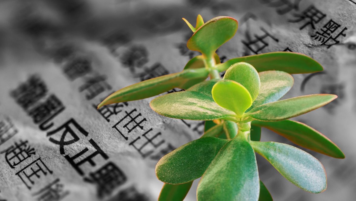 El método chino para podar correctamente el árbol de Jade y que crezca fuerte