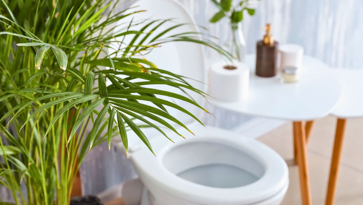 Las plantas de interior se ponen más verdes y fuertes gracias a la humedad del baño. Las plantas de interior se ponen más verdes y fuertes gracias a la humedad del baño. 