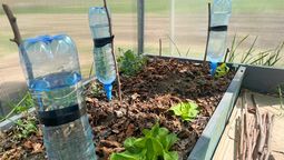 Cómo hacer un sistema de riego con botellas para tus plantas: es ideal para las vacaciones