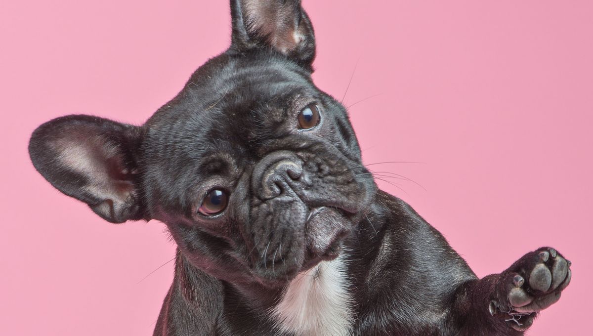 Conoce las diferencias entre dos perros muy populares y alegres. 