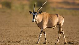 el animal que desaparecio en los 70 y volvio a la naturaleza por una operacion inedita de estados unidos y londres