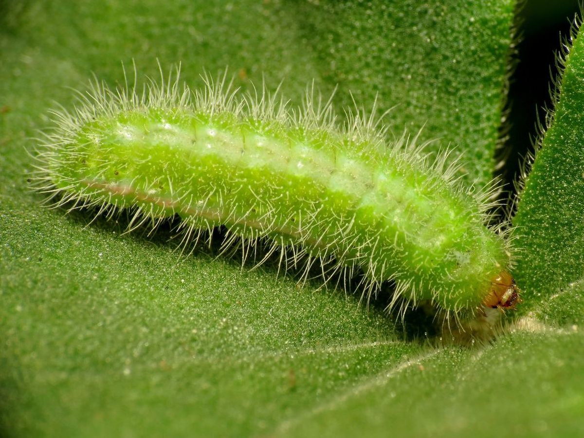 El taladro del geranio puede causar estragos en nuestro jardín. El taladro del geranio puede causar estragos en nuestro jardín.