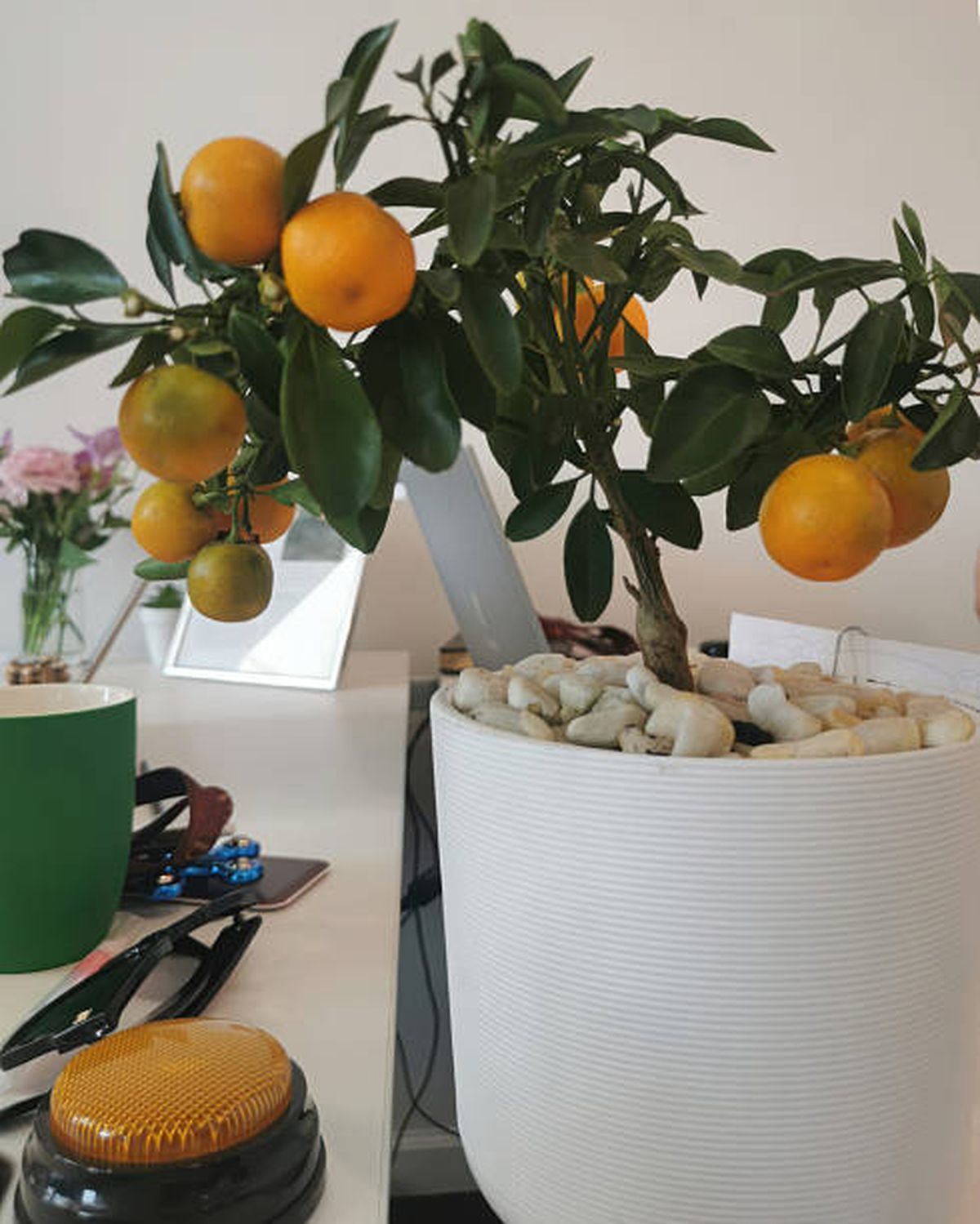 El mandarino es una planta que crece en maceta y atrae buena suerte. El mandarino es una planta que crece en maceta y atrae buena suerte.