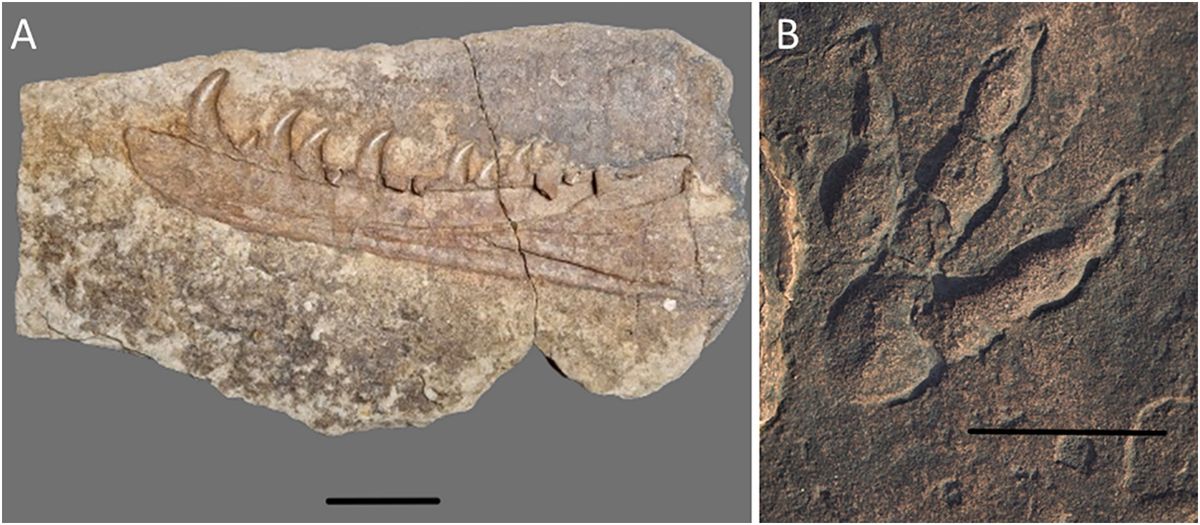 Lo hallazgos de los paleontólogos explican de dónde surgieron los dragones. Lo hallazgos de los paleontólogos explican de dónde surgieron los dragones.