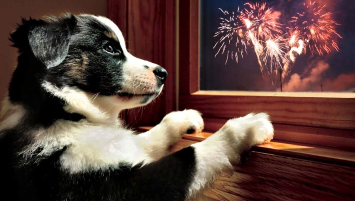 Cómo evitar que tu perro se altere por la pirotecnia usando un poco de algodón: truco casero efectivo