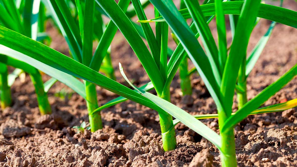 El vegetal extraordinario que ayuda a proteger el organismo de los problemas de salud