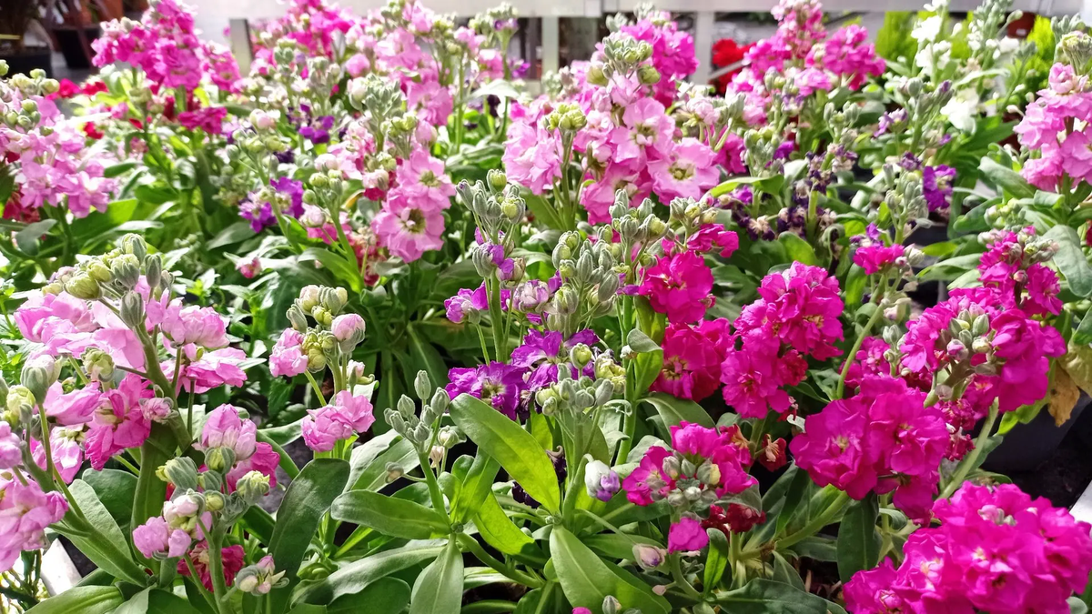 La planta que tiene flores con una aroma impresionante y es muy utilizada en arreglos florales