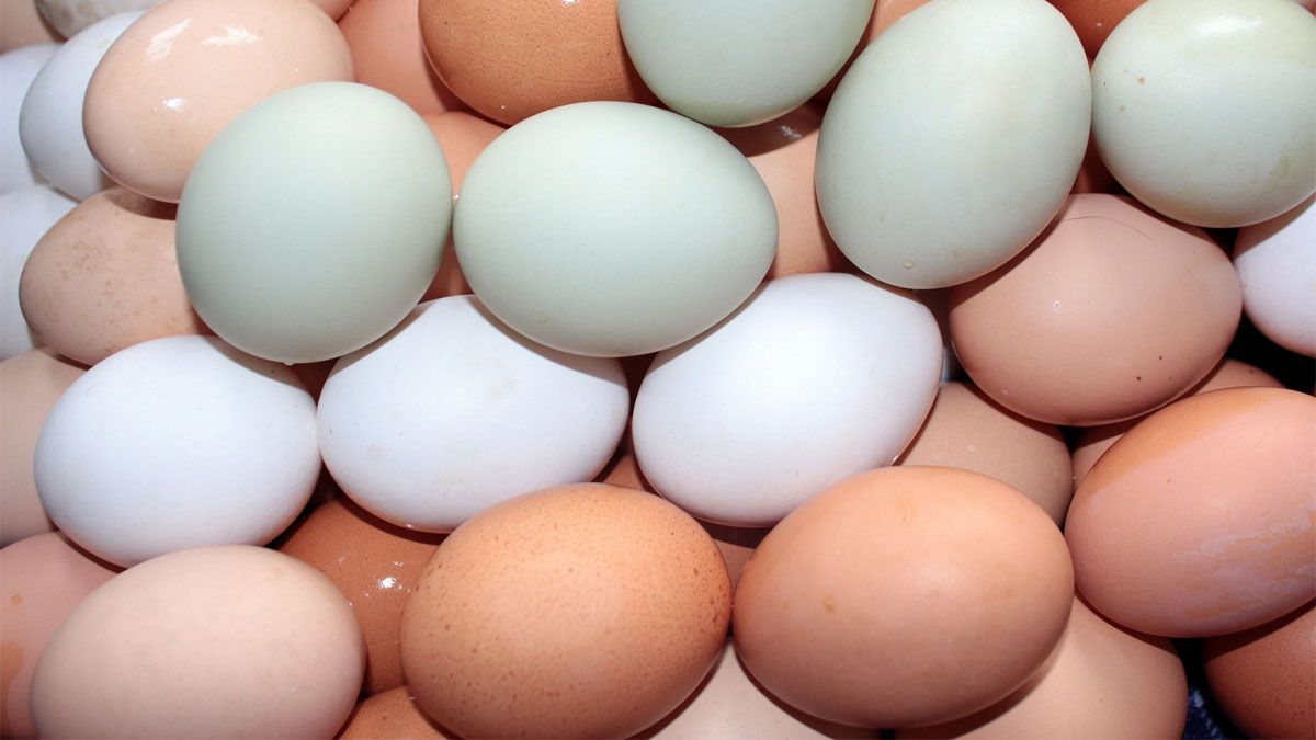 Profeco indicó algunos cuidados para no tener problemas con los huevos que guardamos. Profeco indicó algunos cuidados para no tener problemas con los huevos que guardamos.