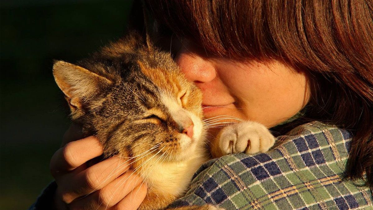 Los gatos son menos demostrativos que los perros.