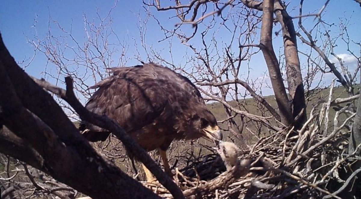 Con el registro de este nuevo pichón, en Mendoza nacieron tres águilas coronadas en el último año. Buena noticia para una especie en extinción.