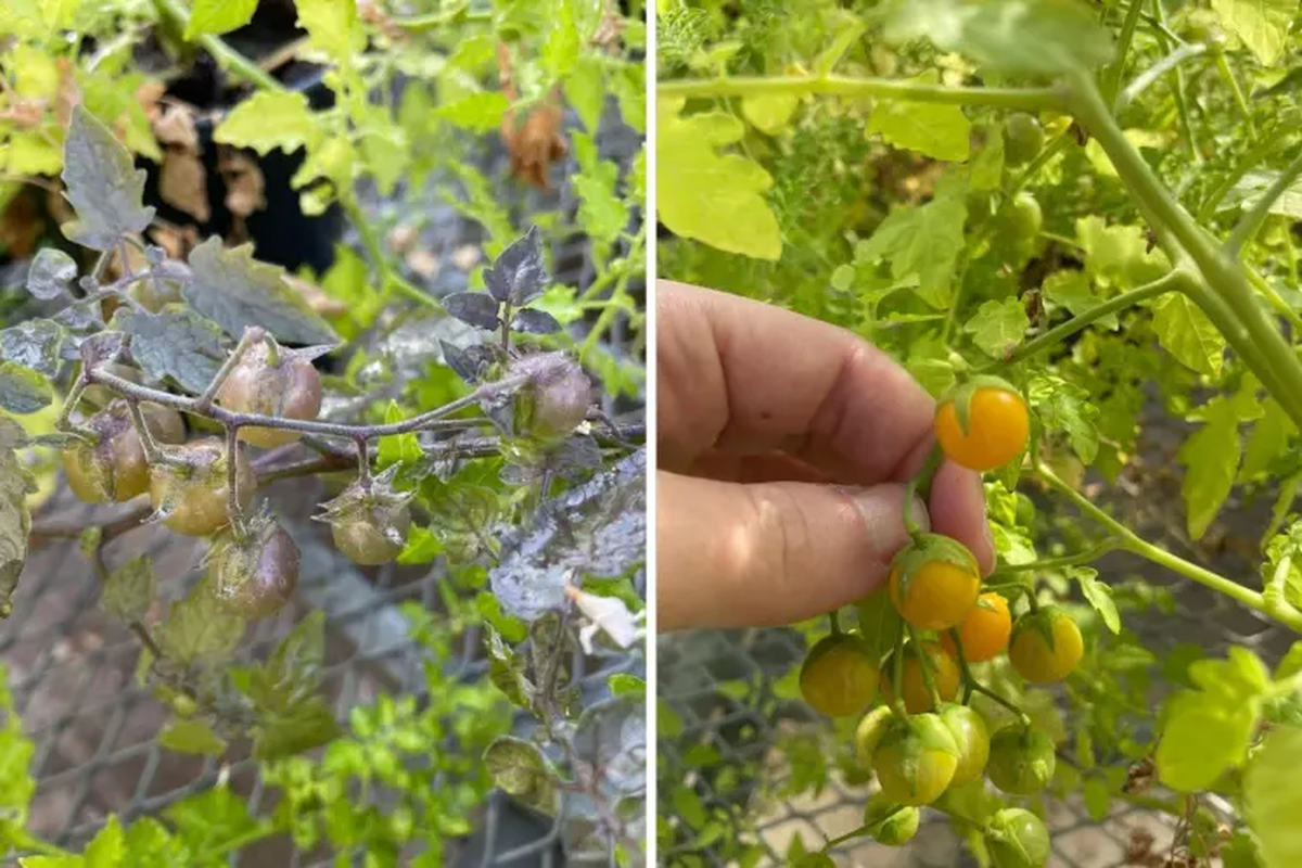 La cuna de la teoría de la evolución sigue sorprendiendo a los científicos, esta vez con tomates en vez de tortugas. La cuna de la teoría de la evolución sigue sorprendiendo a los científicos, esta vez con tomates en vez de tortugas.