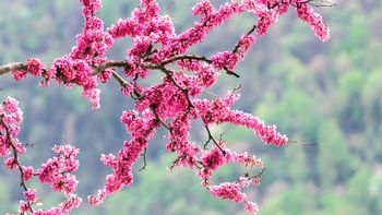 El árbol perfumado que es ideal para crear una cortina de flores en el jardín El árbol perfumado que es ideal para crear una cortina de flores en el jardín