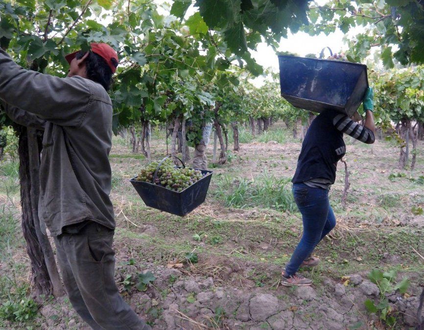 La lobesia botrana es una plaga que afecta a 55.000 hectáreas de viñedos en toda la provincia, según aseguró el senador radical Martín Kerchner