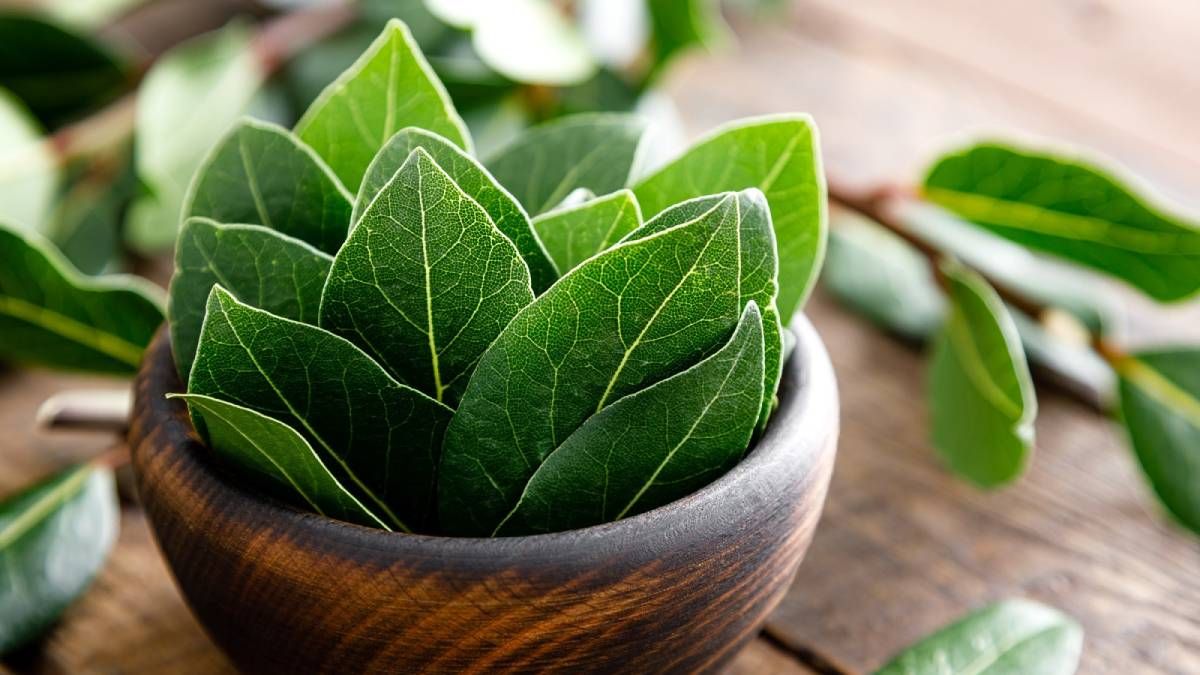 Atraé dinero a tu billetera con el ritual del laurel.