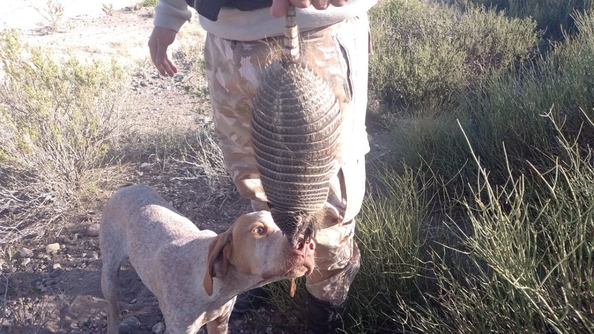 Se detuvo en flagrante delito a un ciudadano que atentó contra la fauna protegida. En un campo al Suroeste de San Rafael se lo encontró con dos quirquinchos muertos y otro ejemplar vivo, el que fue liberado.