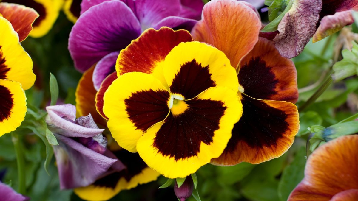 Pensamiento. Pensamiento.