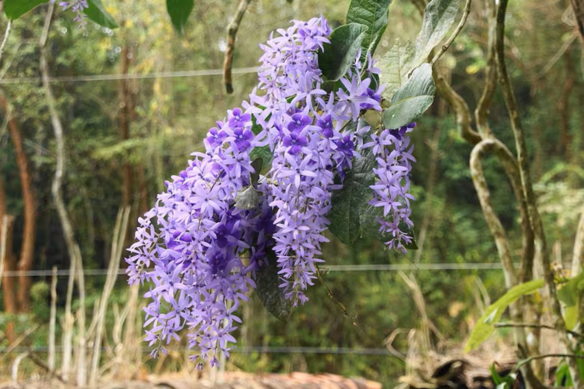 Ni buganvilla ni glicina: la planta trepadora que se transforma en una cascada de flores moradas