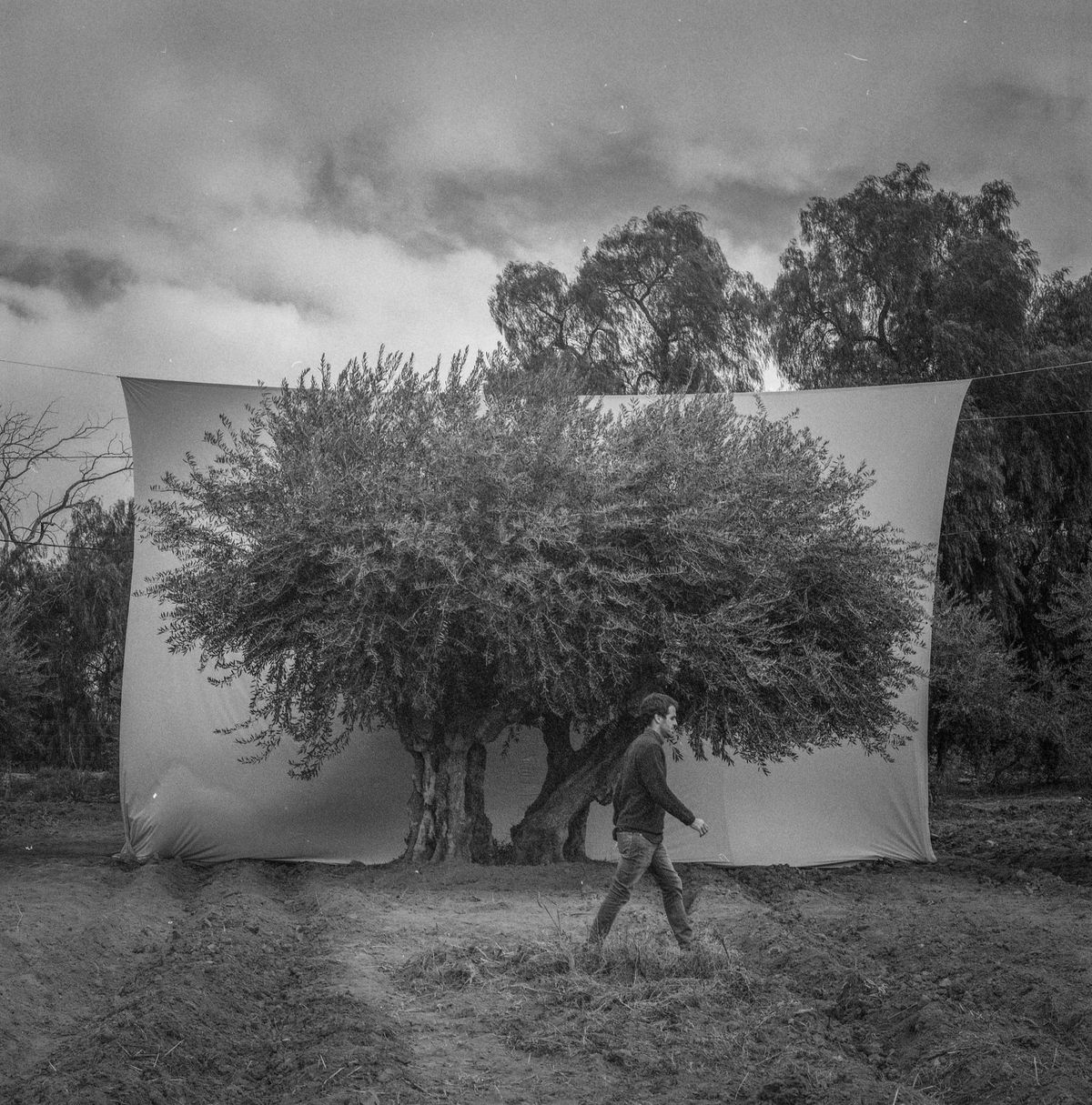 El olivicultor Miguel Zuccardi busca posicionar a Mendoza con la variedad Arauco de aceite de oliva virgen extra (AOVE).