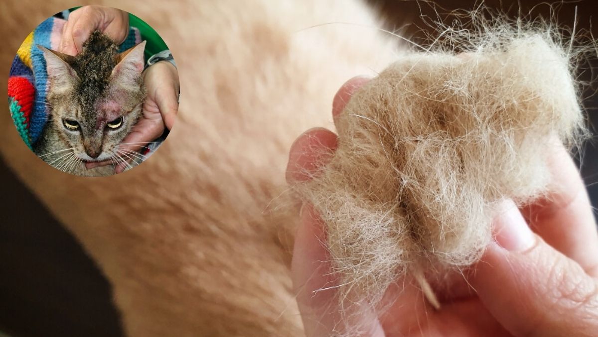 La pérdida de pelo en gatos es conocida como alopecia felina