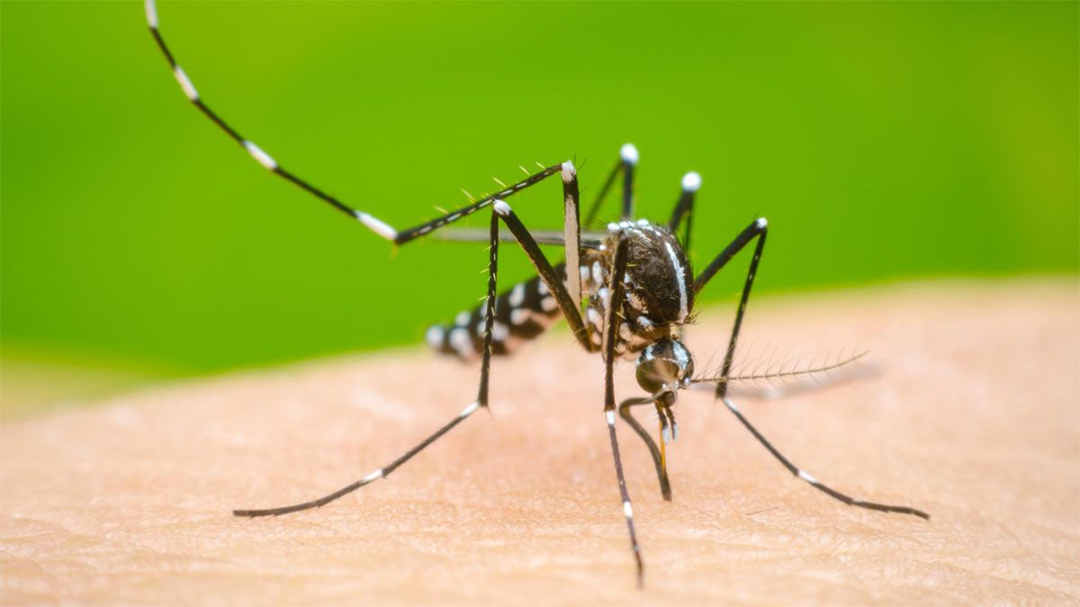 Los mosquitos odian la planta de menta y le escapan.